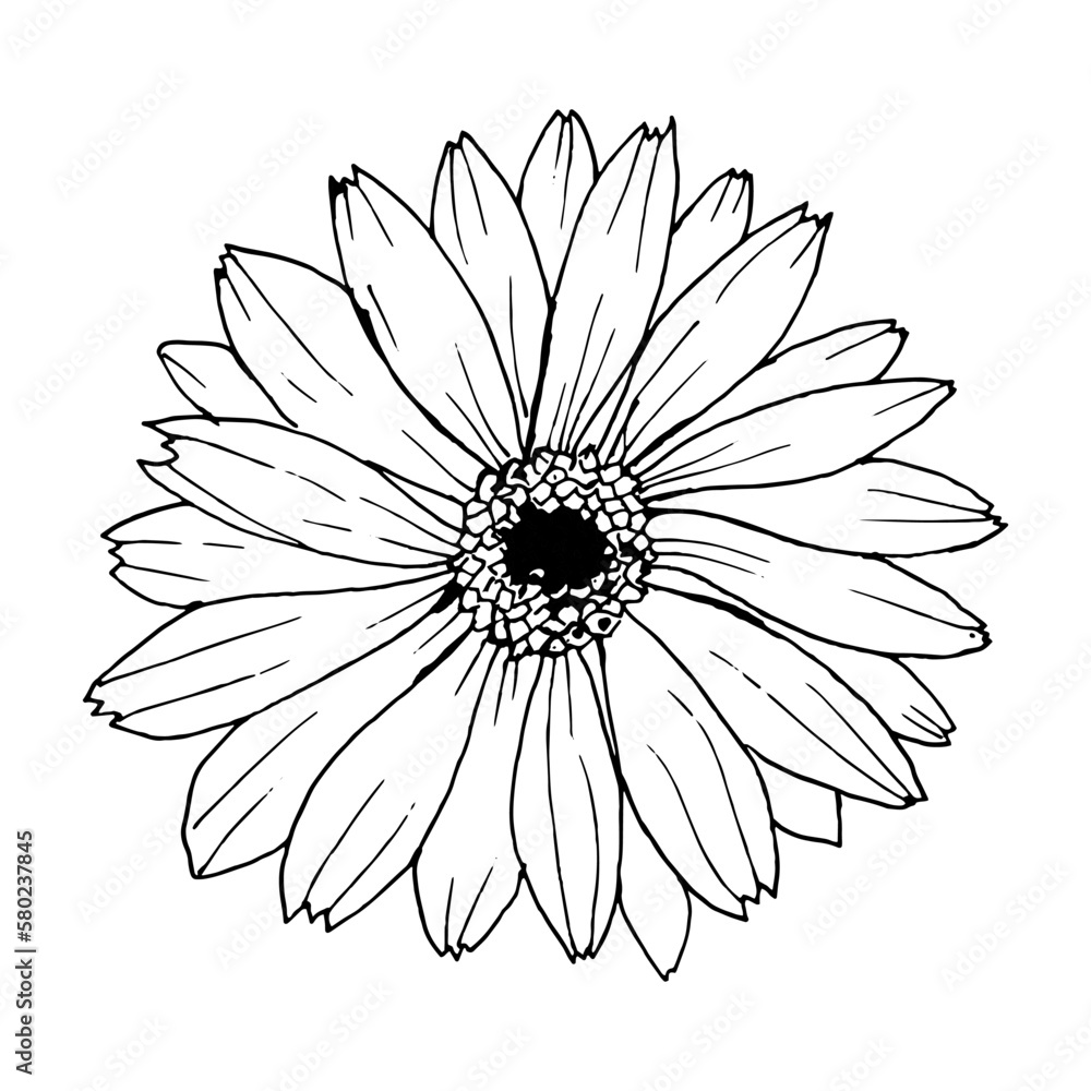 Calendula flower, vector black and white illustration. Hand drawn, line art.