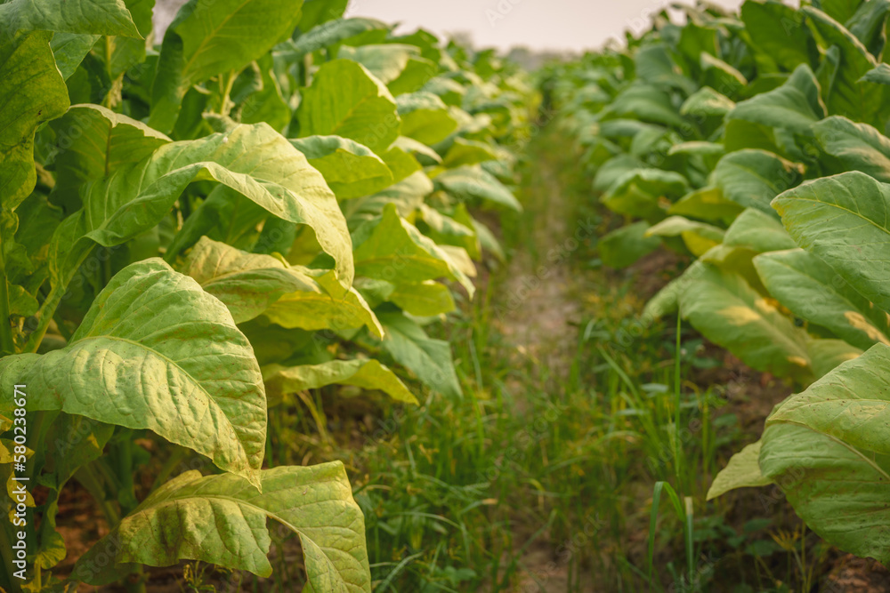 Fototapeta premium Tobacco big leaf in field in thailand gardening plantation by agriculturist for delivery to the cigarette factory.