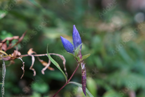 two gentian buds