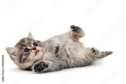 Fluffy gray purebred kitten lies on a white isolated background