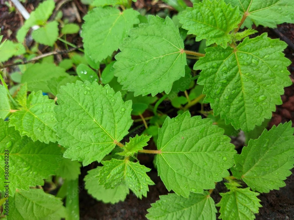 leaves leaves