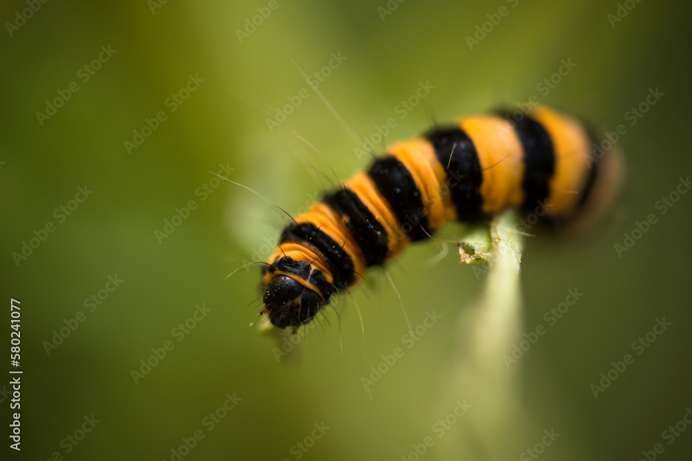 Close-up of cinnabar moth on plant stem