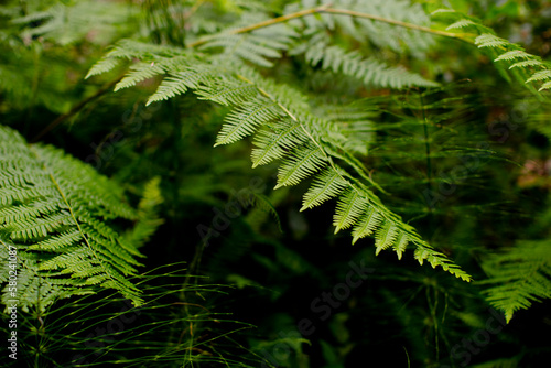 Close-up of fern plants in forest at Redwood National and State Parks photo