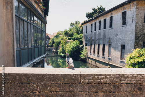 Rear view of pigeon perching on retaining wall over canal during sunny day photo