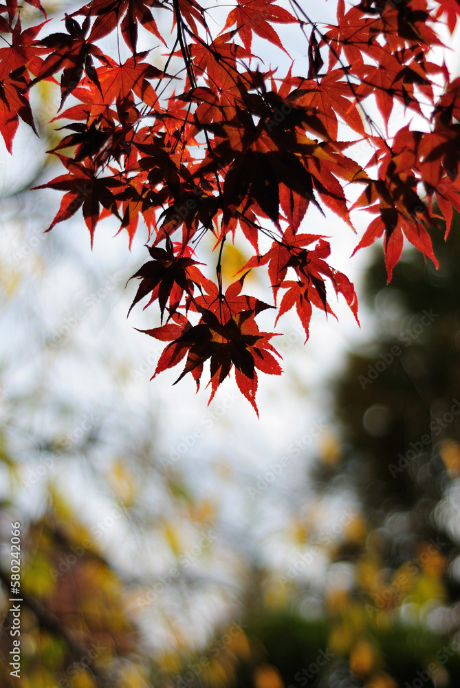 Close-up of maple leaves on branches Close-up of maple leaves on branches