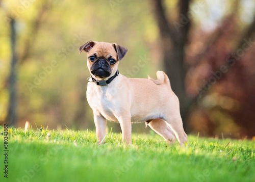 Portrait of pug standing on grassy field at park photo