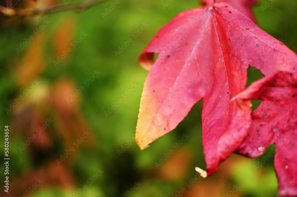 Close-up of leaves during autumn Close-up of leaves during autumn