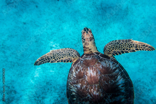 High angle view of turtle swimming undersea photo