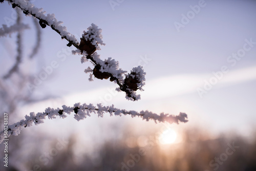 Close-up of frosted branches against sky during sunset