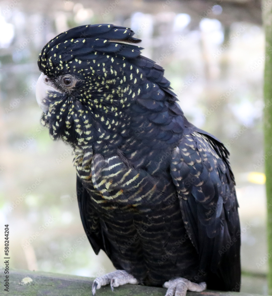 Female Redtailed black cockatoos (Calyptorhynchus banksii) have yellow