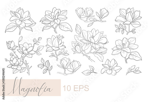 Vector graphic linear illustration of a sprig of magnolia flowers
