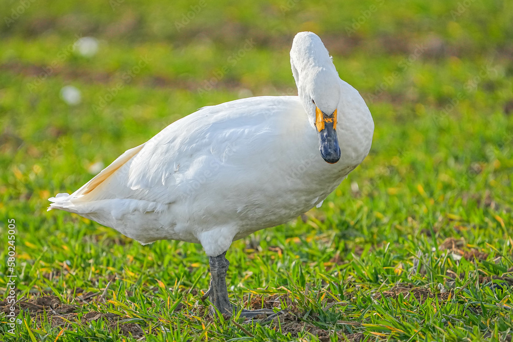 Fototapeta premium コハクチョウ