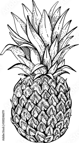 Pinapple etch vector. Pineapple doodle palm sketch. Hand drawn vintage black line illustration. Outline draw etching ananas. Pinapple retro drawing. Pineapple silhouette. Tropical botanical fruit logo