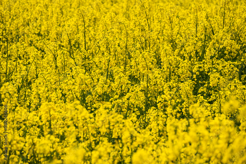 Bright yellow rapeseed or canola field (Brassica napus) in full bloom, suitable as a natural or agricultural background texture Bright yellow rapeseed or canola field (Brassica napus) in full bloom, suitable as a natural or agricultural background texture