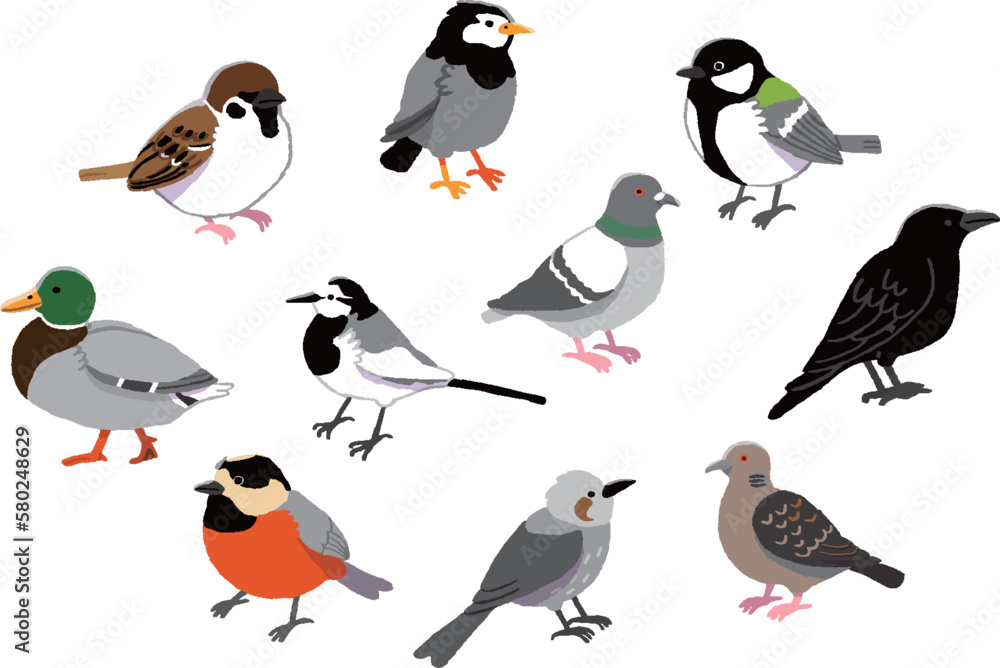 Obraz premium 身近な野鳥イラストセット