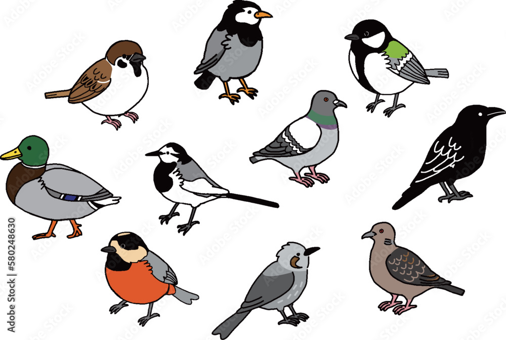 Obraz premium 身近な野鳥イラストセット