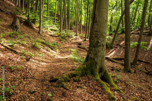 Tranquil spring forest scene with a moss-covered beech tree in the foreground, Hohenstein Nature Reserve, Süntel, Weserbergland, Germany