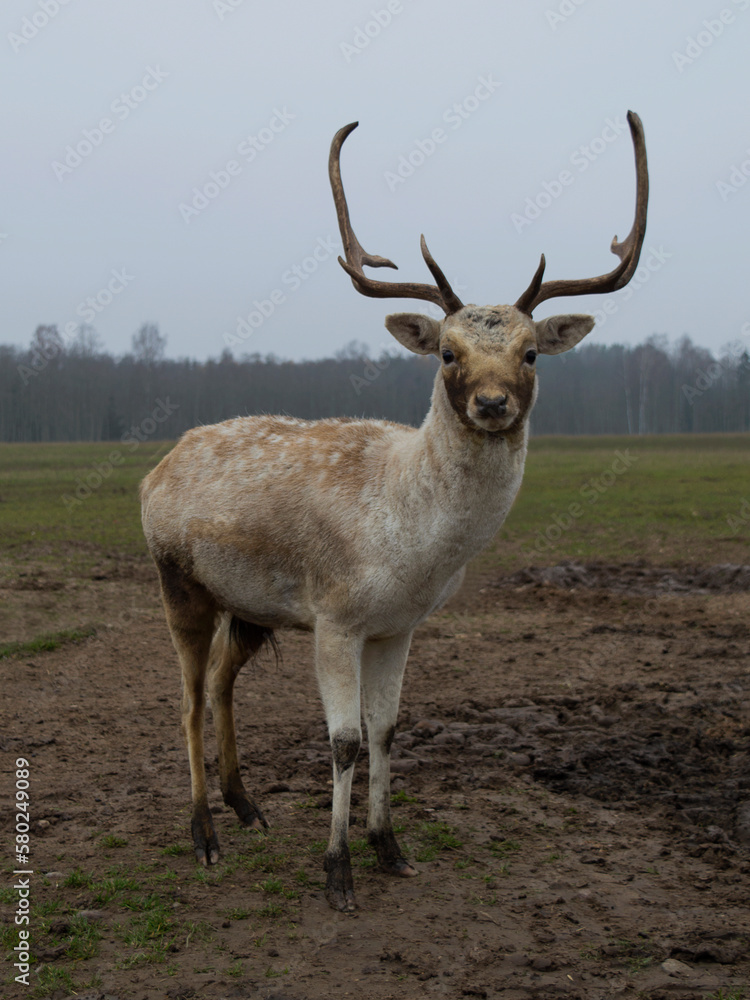 deer with antlers walks across the field. deer with antlers walks across the field.