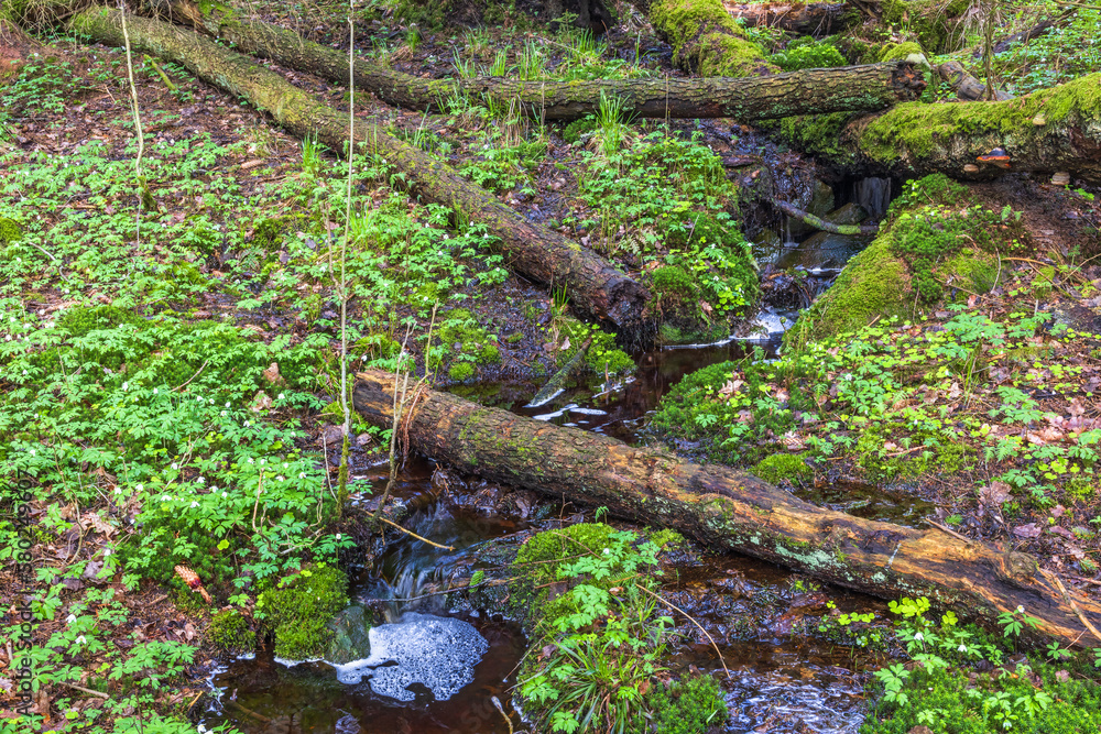 Fototapeta premium Fallen trees by a forest creek