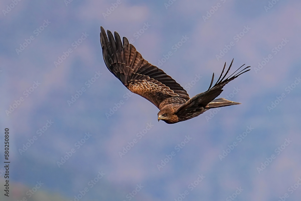 Obraz premium トビ