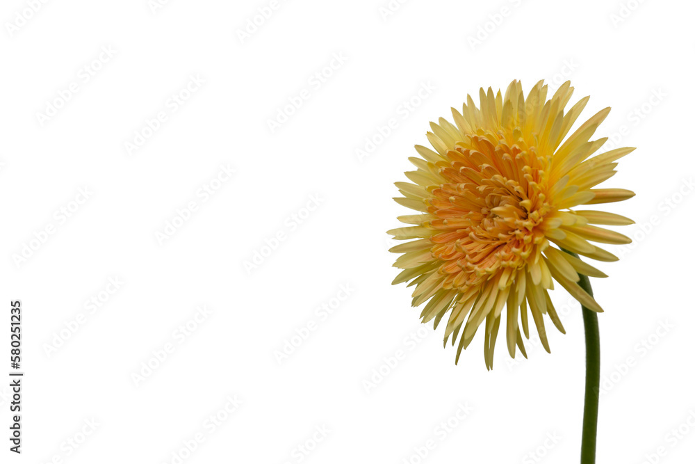 Gerbera flowers isolated . Save with clipping path. Gerbera flowers isolated . Save with clipping path.