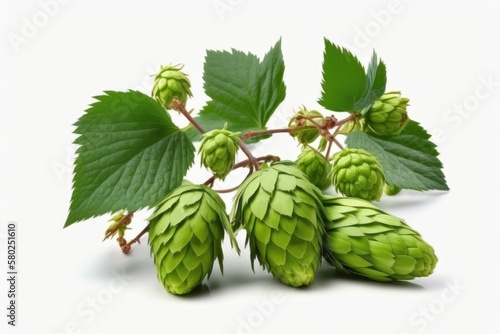 a branch of young, green hops, isolated on a white backdrop. leaf covered hop cones. Natural hop flowers Up close. Generative AI