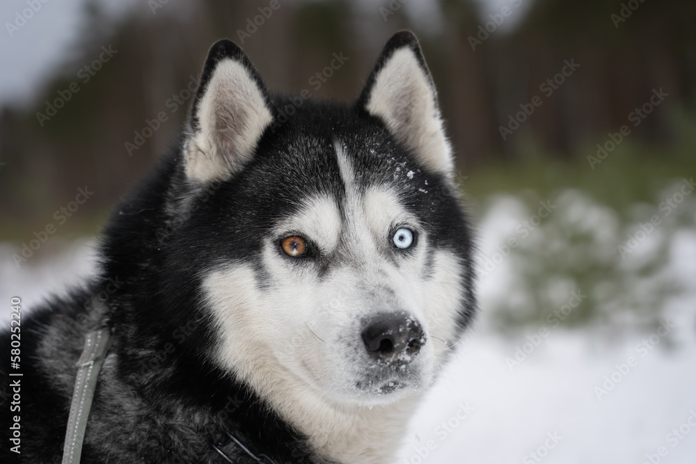 Beautiful husky dog ​​with colorful eyes in winter.