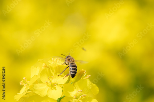 Makro Biene auf Rapsblüte