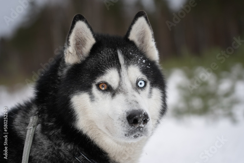 Beautiful husky dog ​​with colorful eyes in winter. © Dmitri