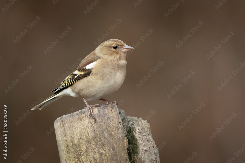 A beautiful portrait of a female chaffinch, Fringilla coelebs, as she is perched on top of a post. The background is plain with copy space A beautiful portrait of a female chaffinch, Fringilla coelebs, as she is perched on top of a post. The background is plain with copy space