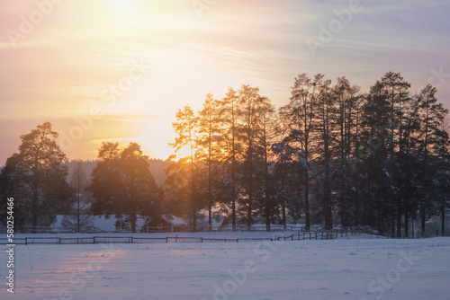 sunset in the forest