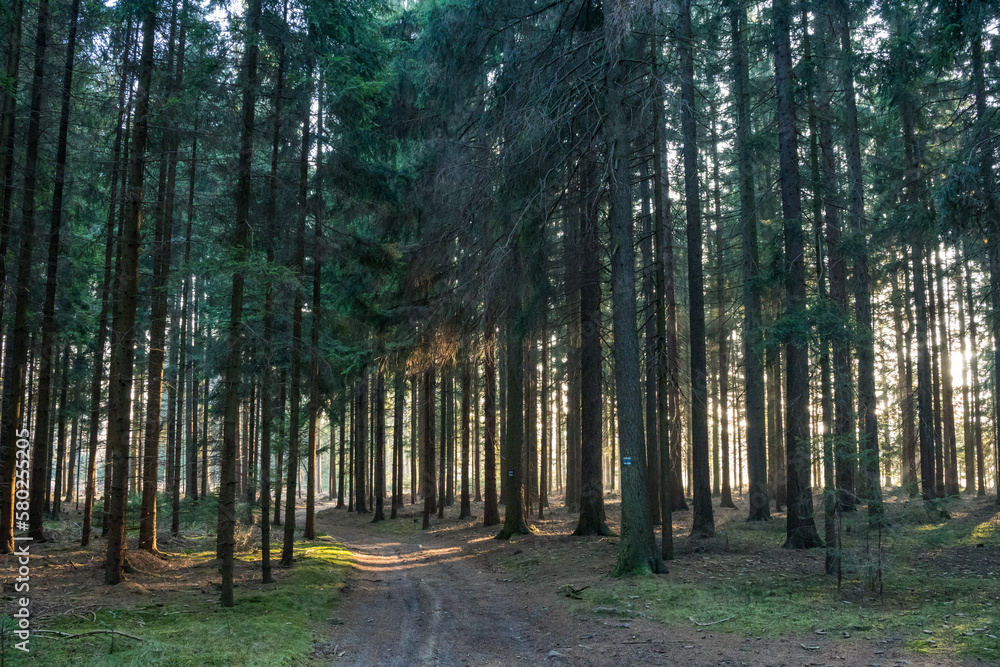 Obraz premium Dense spruce tree forest in sunlight