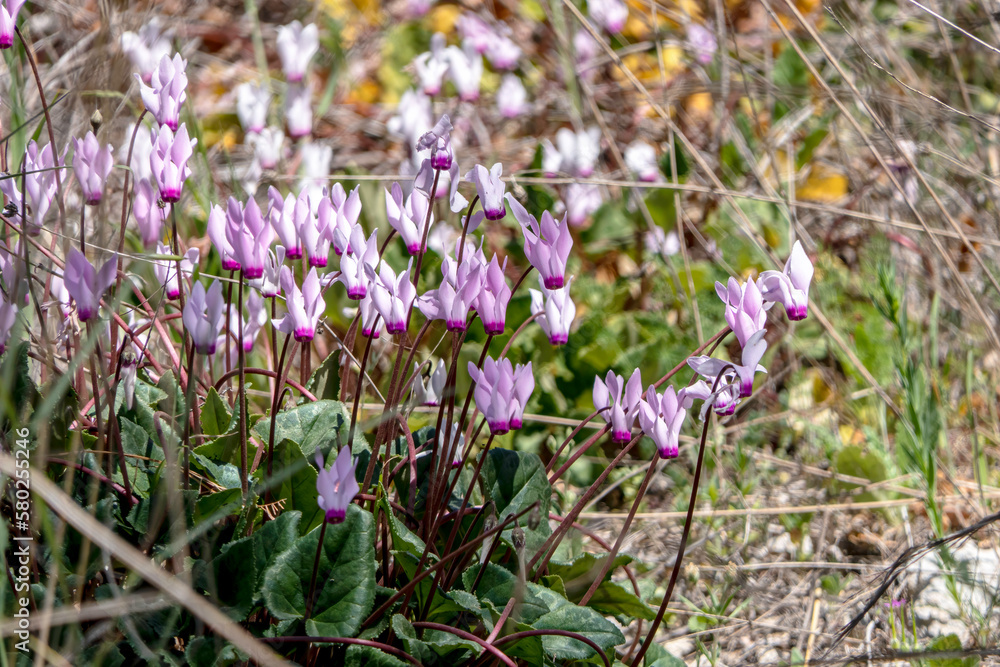Pink flowers of blooming cyclamens among green grass close-up. Pink flowers of blooming cyclamens among green grass close-up.