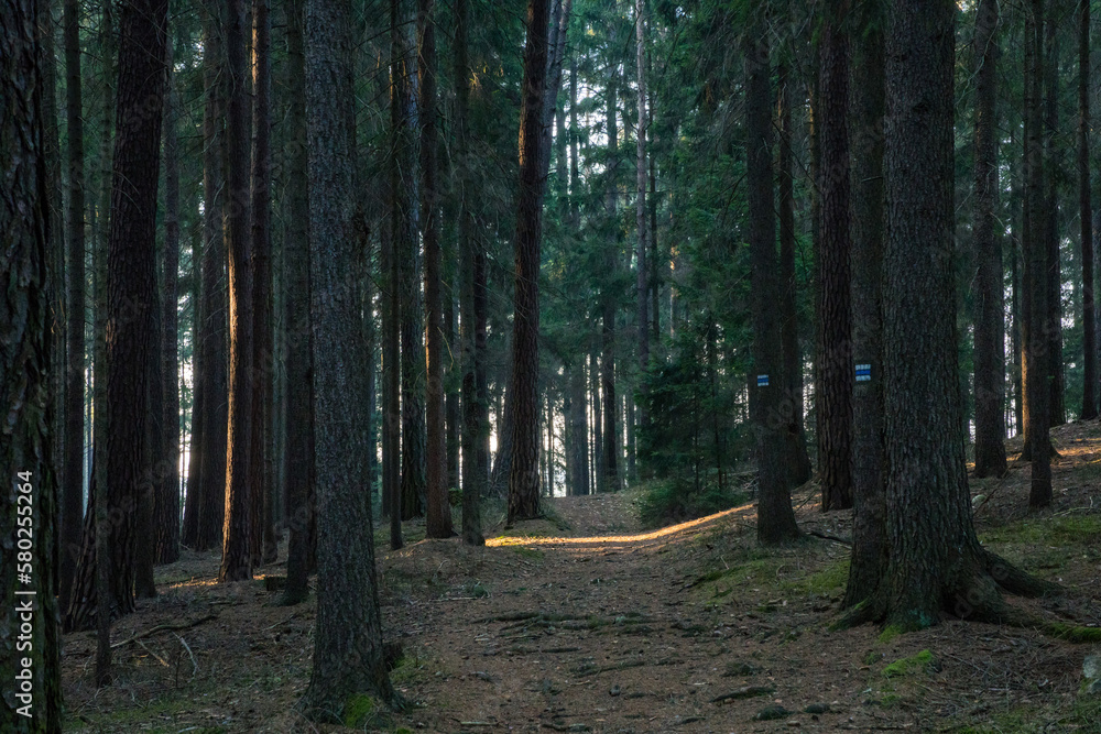 Fototapeta premium Path in dark spruce tree forest