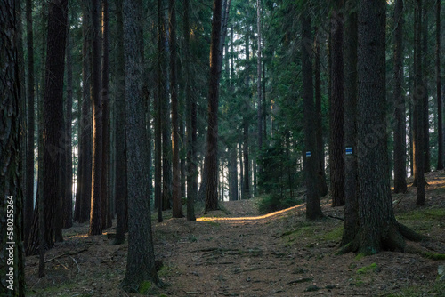 Path in dark spruce tree forest © Radim Glajc