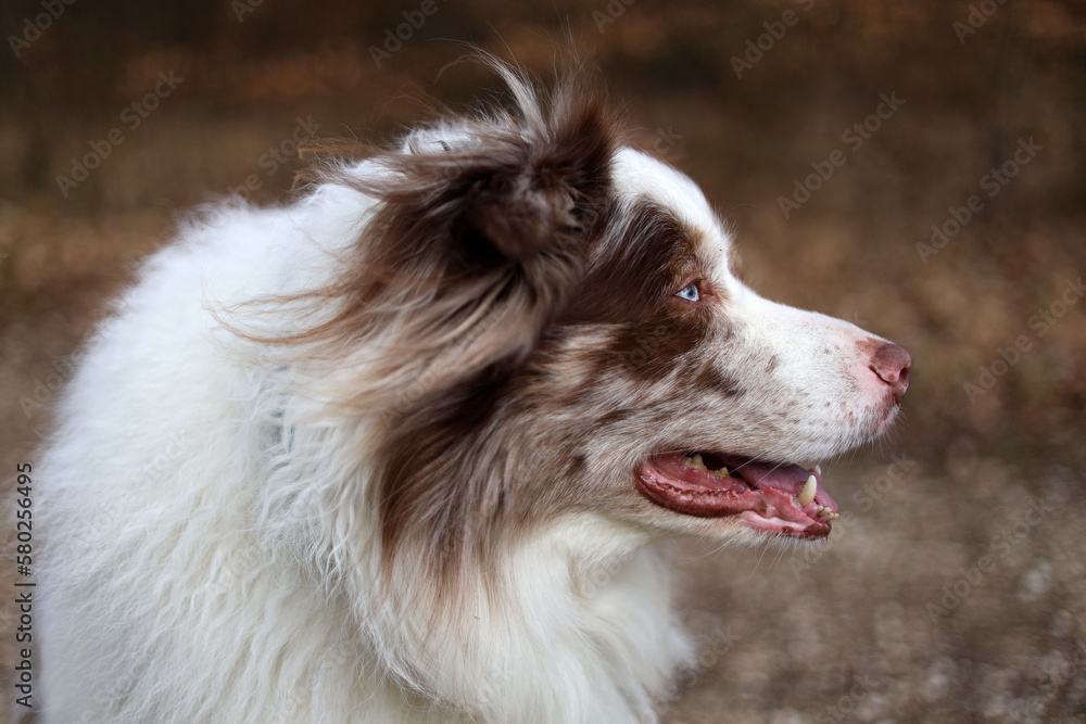 Portrait of an adorable brown and white merle Bordercollie male dog with striking sky blue eyes, looking towards the right side .