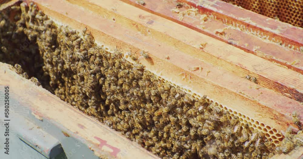 beekeeping.a crowd of bees sitting in an open hive on honeycombs.close-up. beekeeping.a crowd of bees sitting in an open hive on honeycombs.close-up.