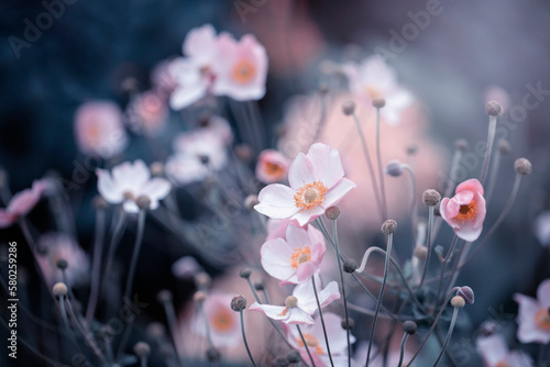 Piękne kwiaty zawilców japońskich. Pastelowe odcienie różowo białych zawilców. Kompozycje w ogrodach z kwitnącymi kwiatami. Świeże kwiaty. Tematyka roślin.