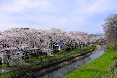 Wallpaper Mural 春の玉川上水の風景 Torontodigital.ca
