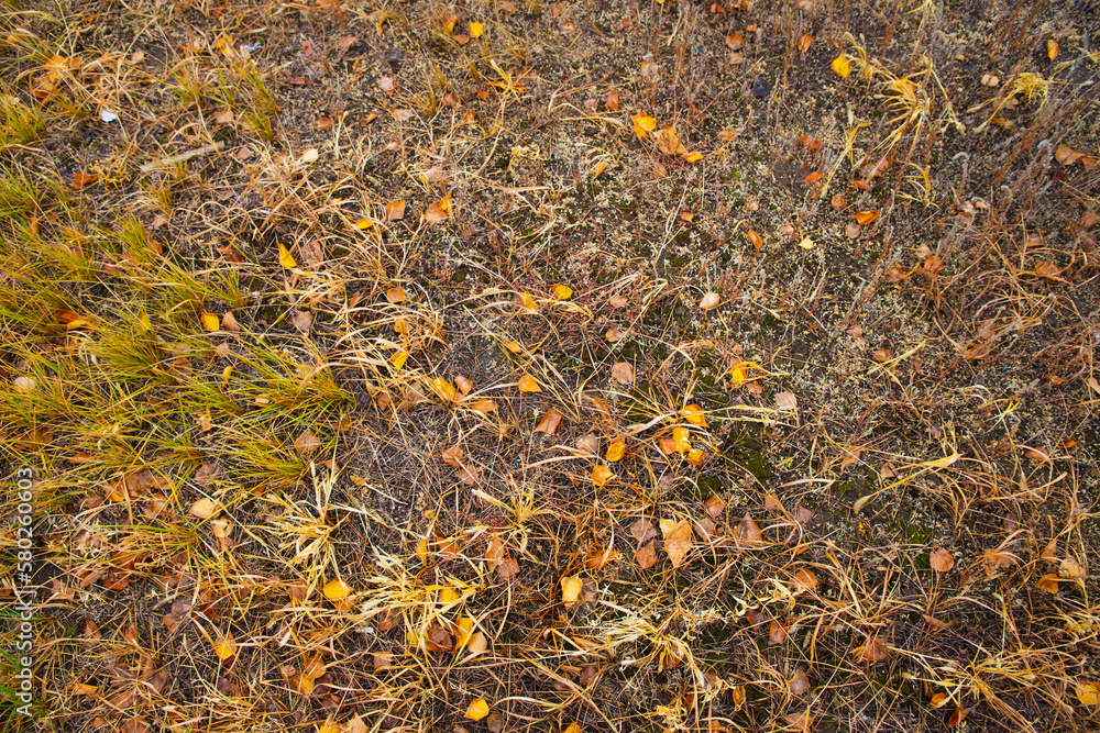 autumn yellow brown grass and dry birch leaves, full frame, texture background, top view ground autumn yellow brown grass and dry birch leaves, full frame, texture background, top view ground