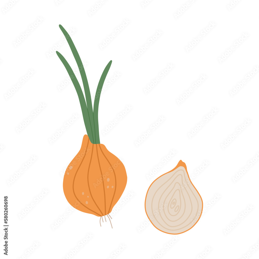Vector onion vegetable,Healthy and organic food,Cooking ingredient
