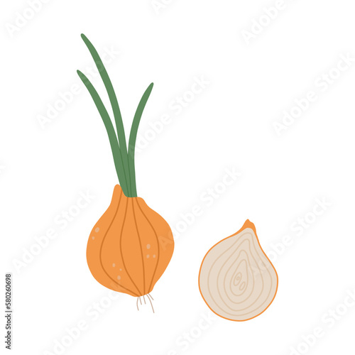 Vector onion vegetable,Healthy and organic food,Cooking ingredient