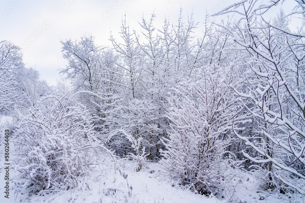 Wild forest in the snow. Winter background, selective focus Wild forest in the snow. Winter background, selective focus