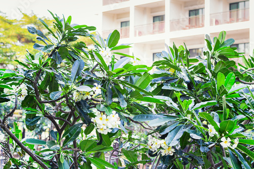 Symbol of Thailand plumeria flower frangipani or lilavadi on blurred luxury building background