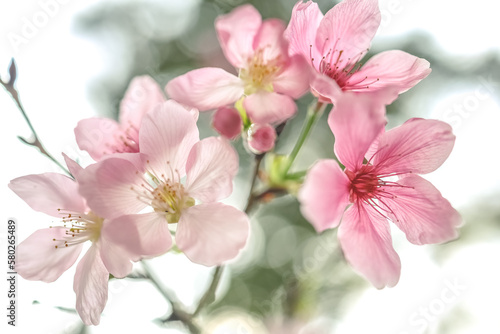 a beautiful sakura tree flower  seasonal cherry blossom flower