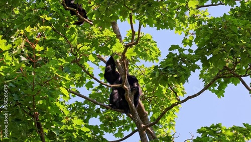 The black-headed spider monkey, Ateles fusciceps is a species of spider monkey, a type of New World monkey, from Central and South America. photo