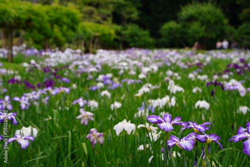                                                                         5      6                                                                                        Iris ensata var. ensata                                                   I. ensata var. hortensis   I. kaempferi                            