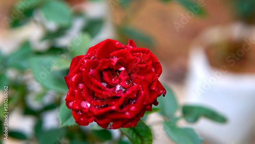 Red rose with dew drops. photo