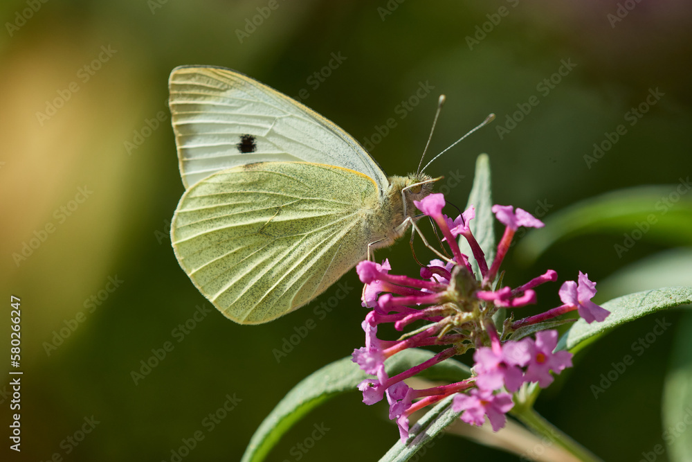 Großer Kohlweißling (Pieris brassicae) auf Sommerflieder
Großer Kohlweißling (Pieris brassicae) auf Sommerflieder