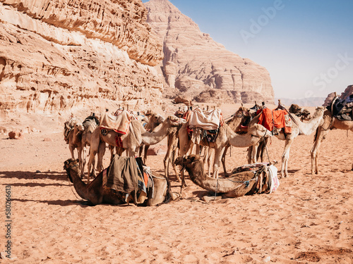 Camel caravan resting on the sand of the Wadi Rum desert in Jordan. Clear, sunny day. Vacation and travel concept © Svetlana